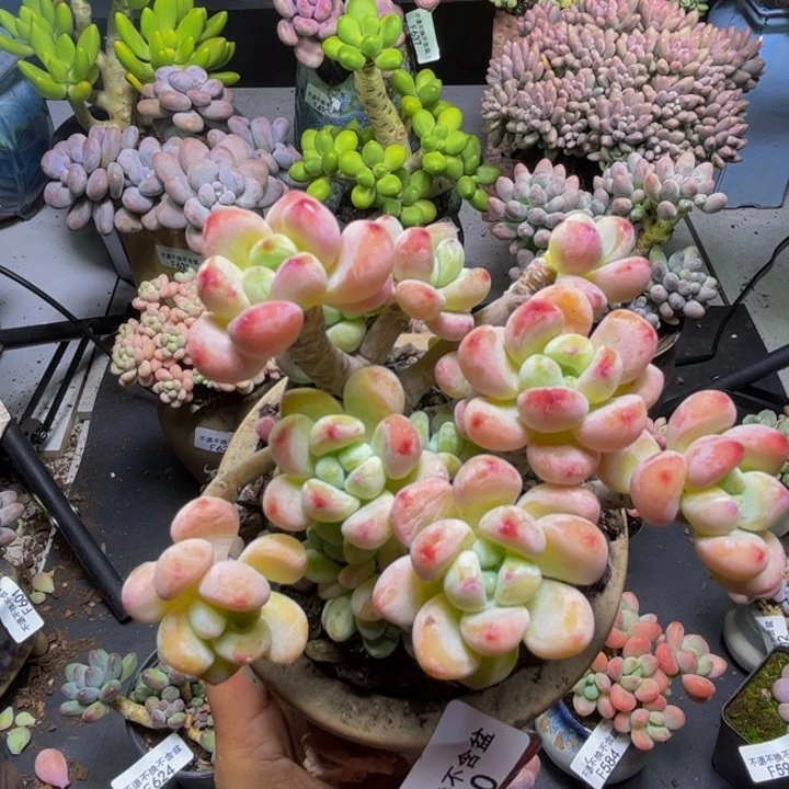 白罗琦640/9cm多肉