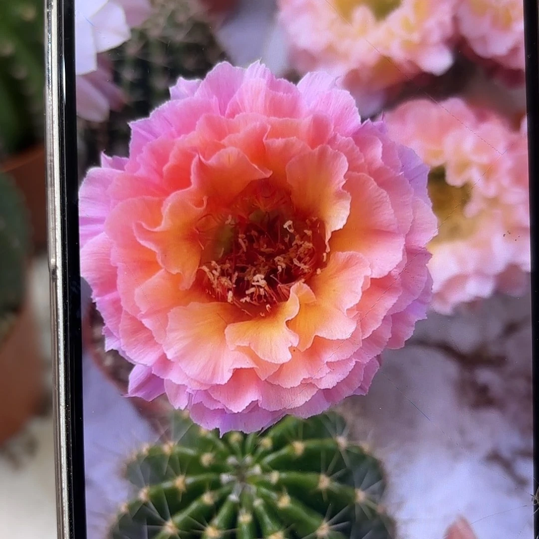 彩草青鸾火凤3.5公分侧牙