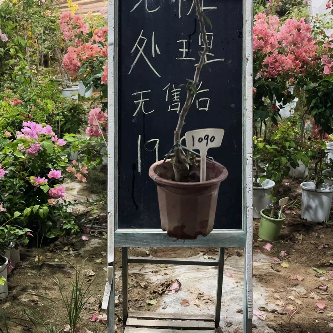 完全开放三角梅三角梅1090