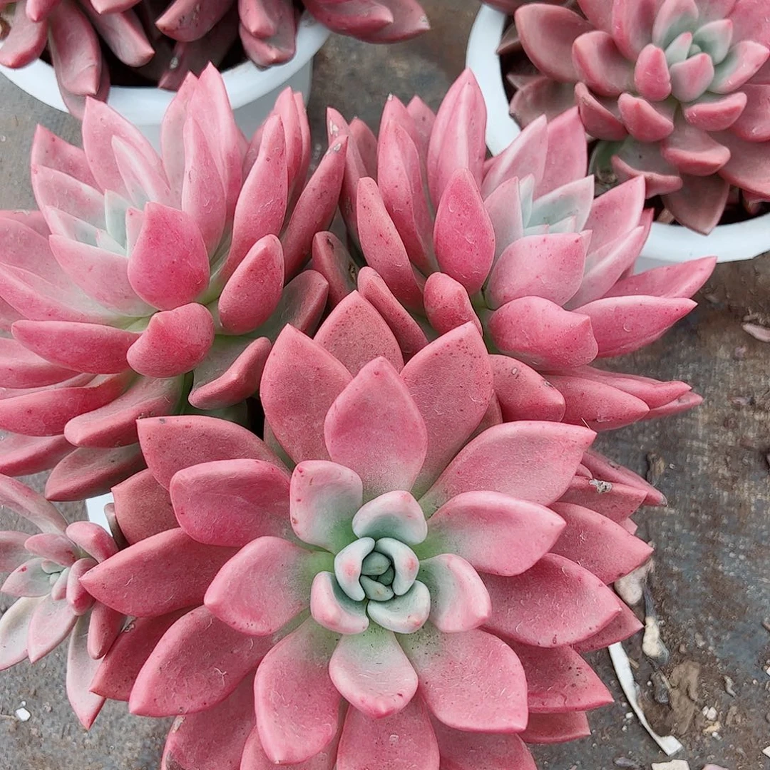 桃花源三大头起发整桩无砍
