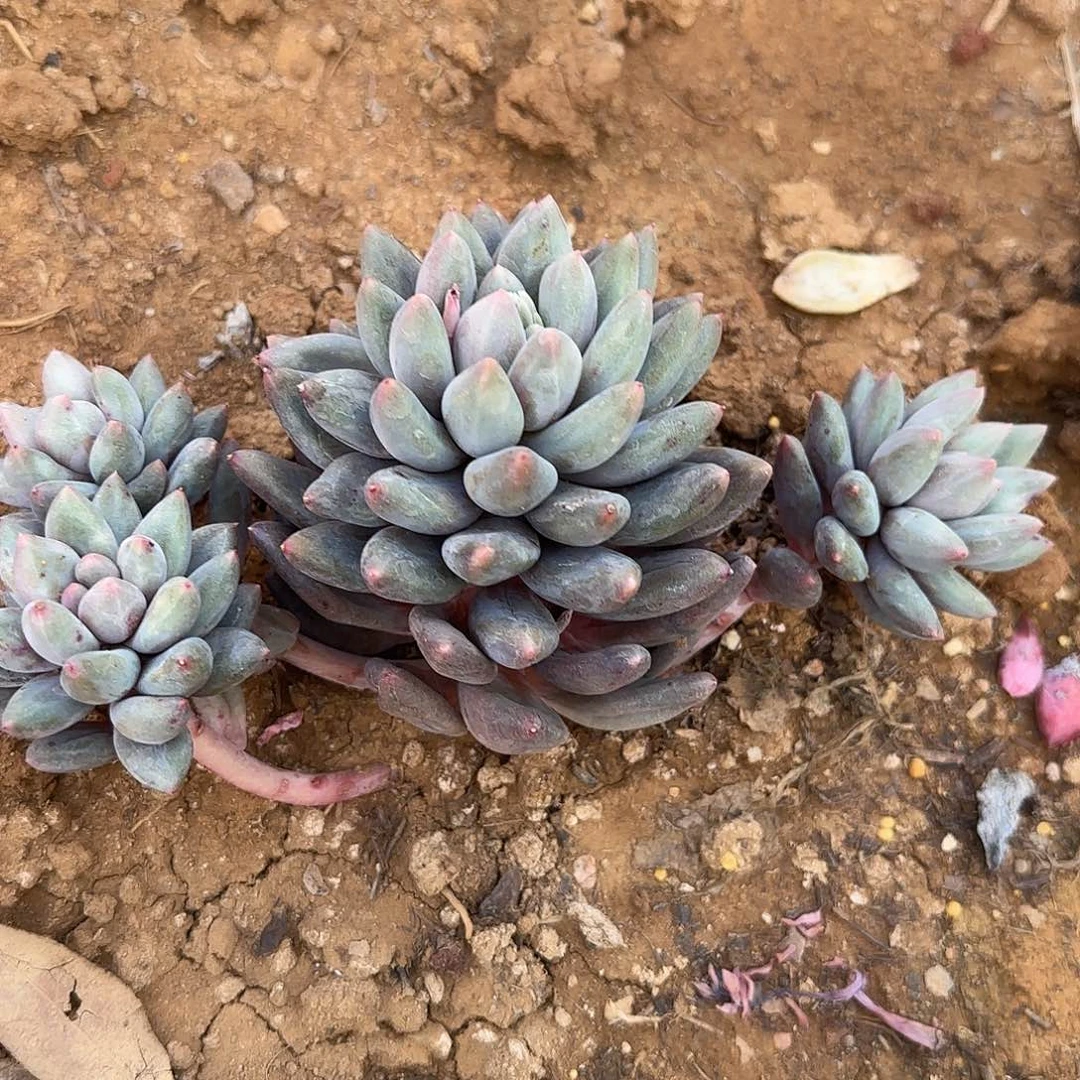 日***跑多肉植物紫美人