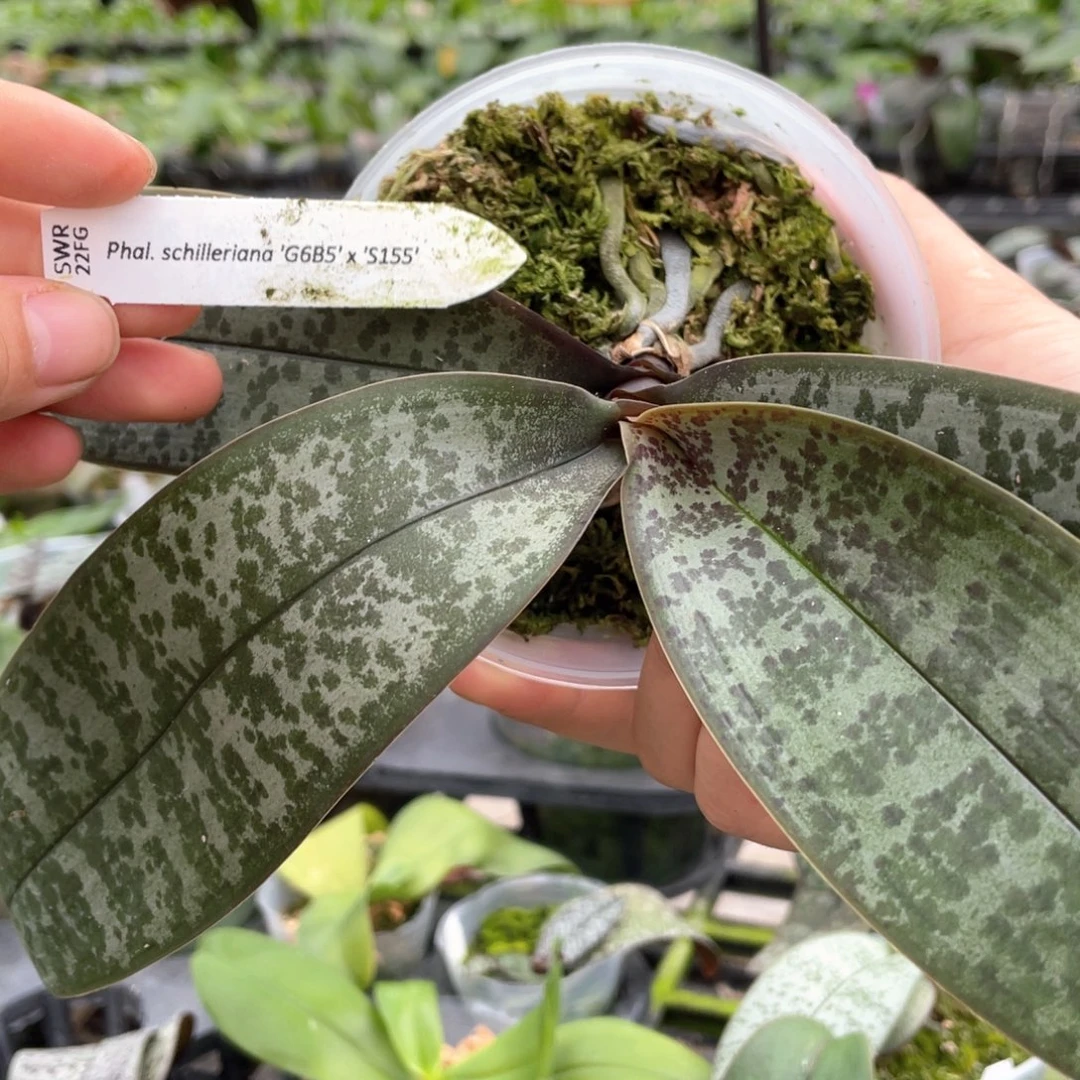 当前无花栽培后可以开花swr22FG，3.5寸少根