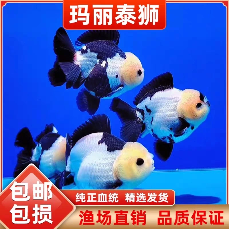 进口玛丽将军泰狮F1三色精品黑白熊猫金鱼活鱼观赏小鱼苗冷水耐活