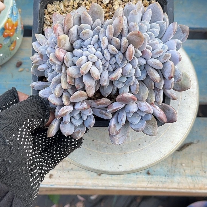 多肉植物一物一拍