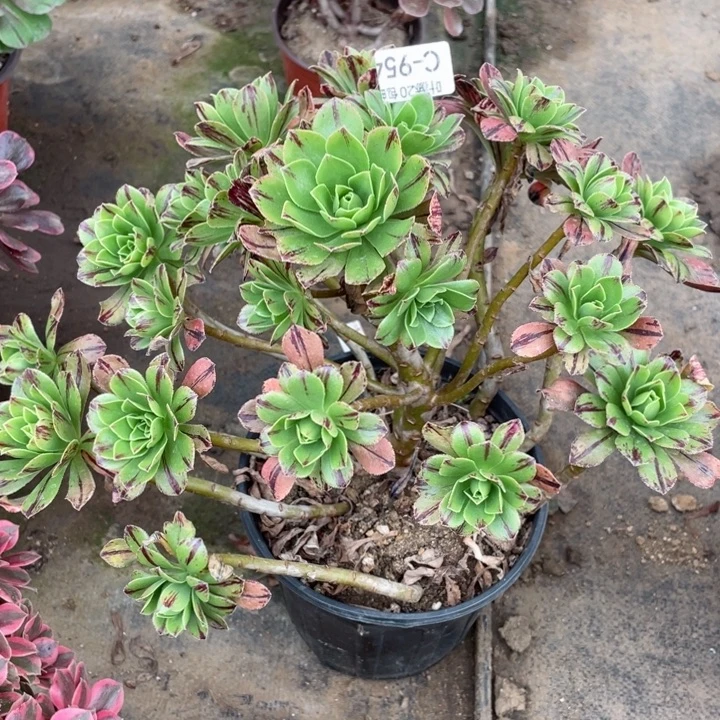 955圣蛋节多肉123456789