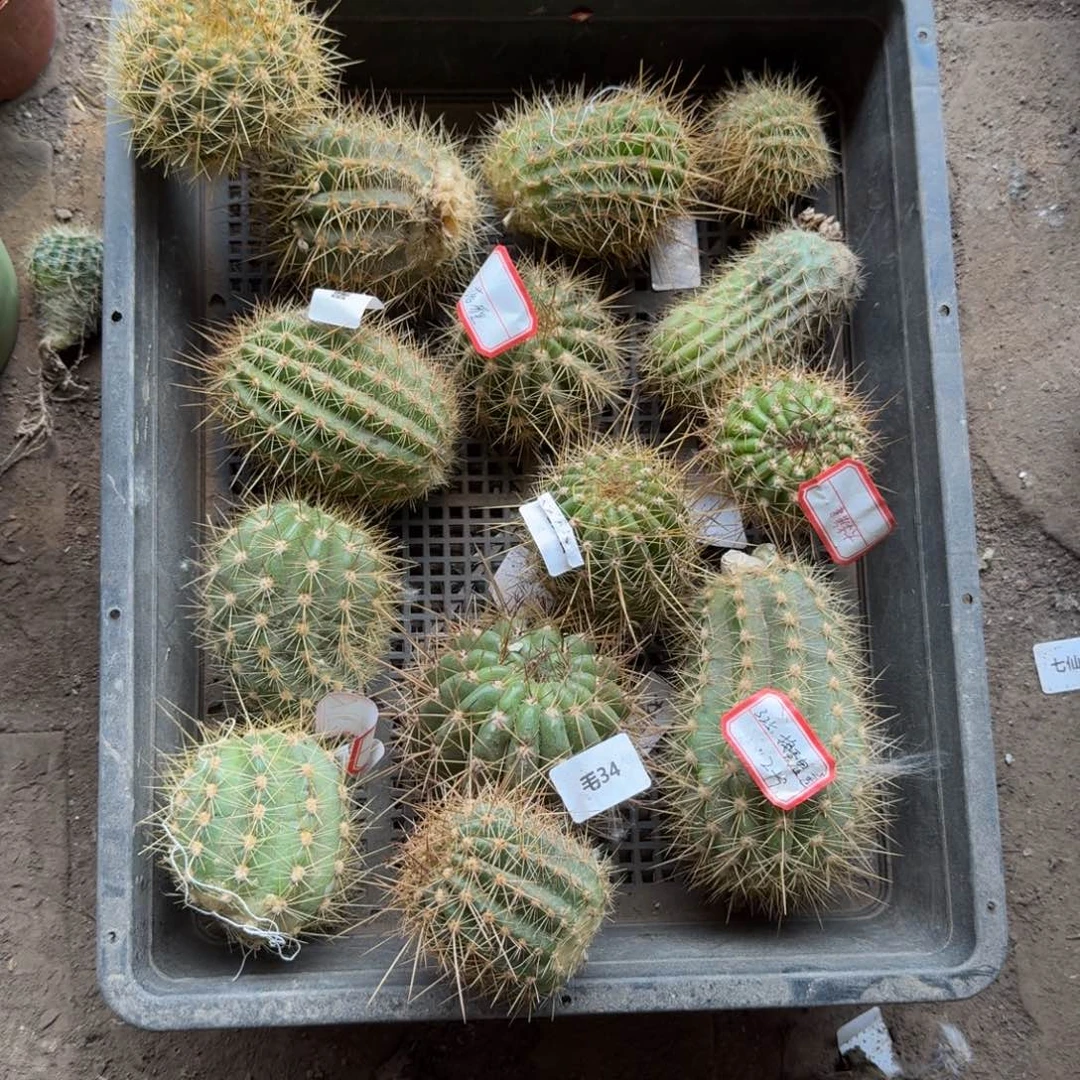 265无名侧牙2个3公分左右，20包邮