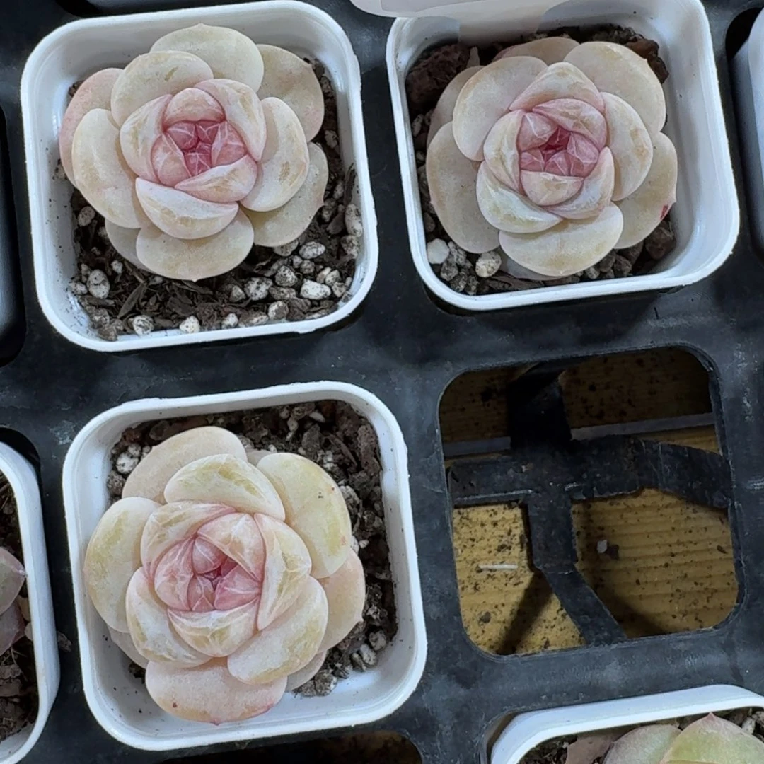 1221-071-麻薯一颗量拍