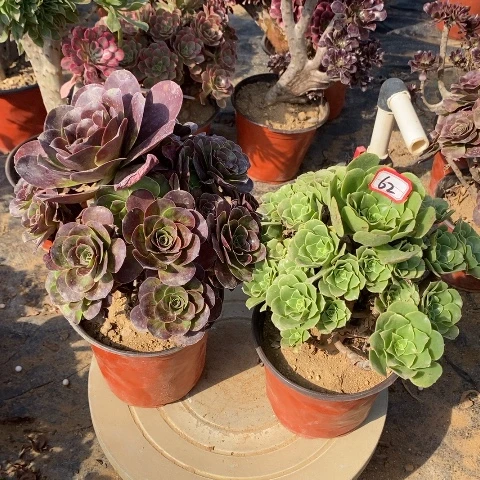 两颗法师一物一拍