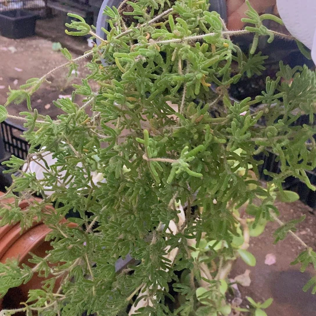 枝干番杏整桩整群