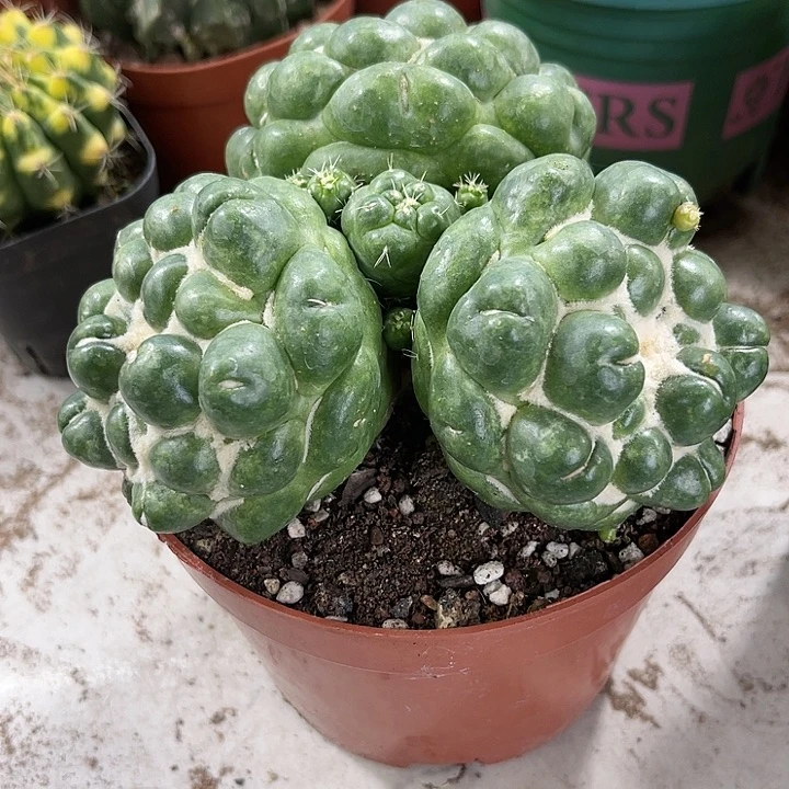 仙人球开花仙人球上开花