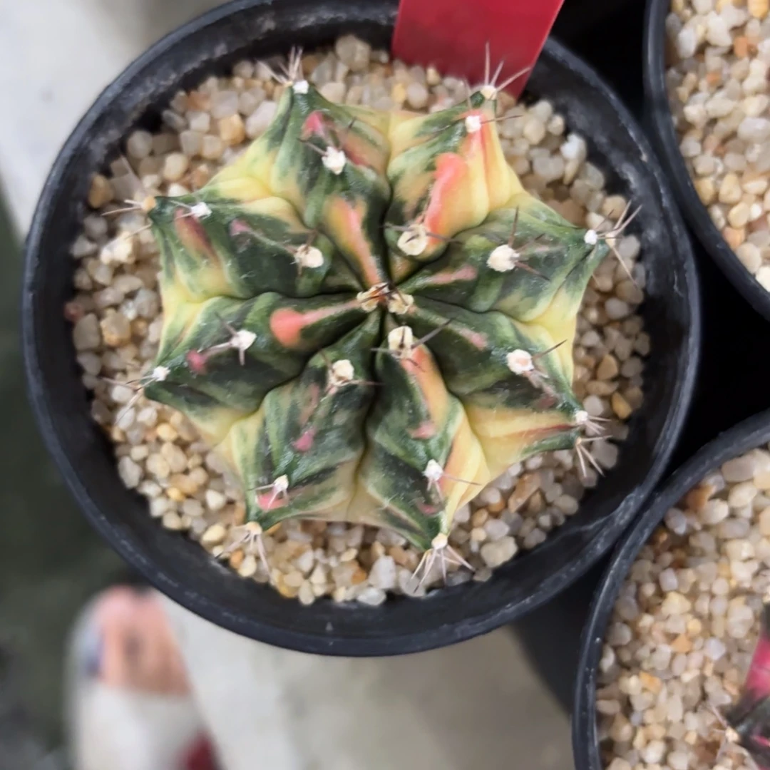 L703-1218泰国发货