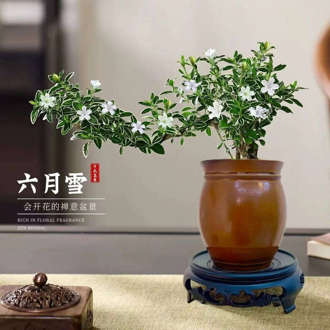 新中式 皇瓷 飘枝六月雪盆景办公室内阳台绿植桌面摆件美观好养