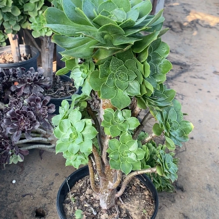 君美丽4多肉植物粉色礼盒法师