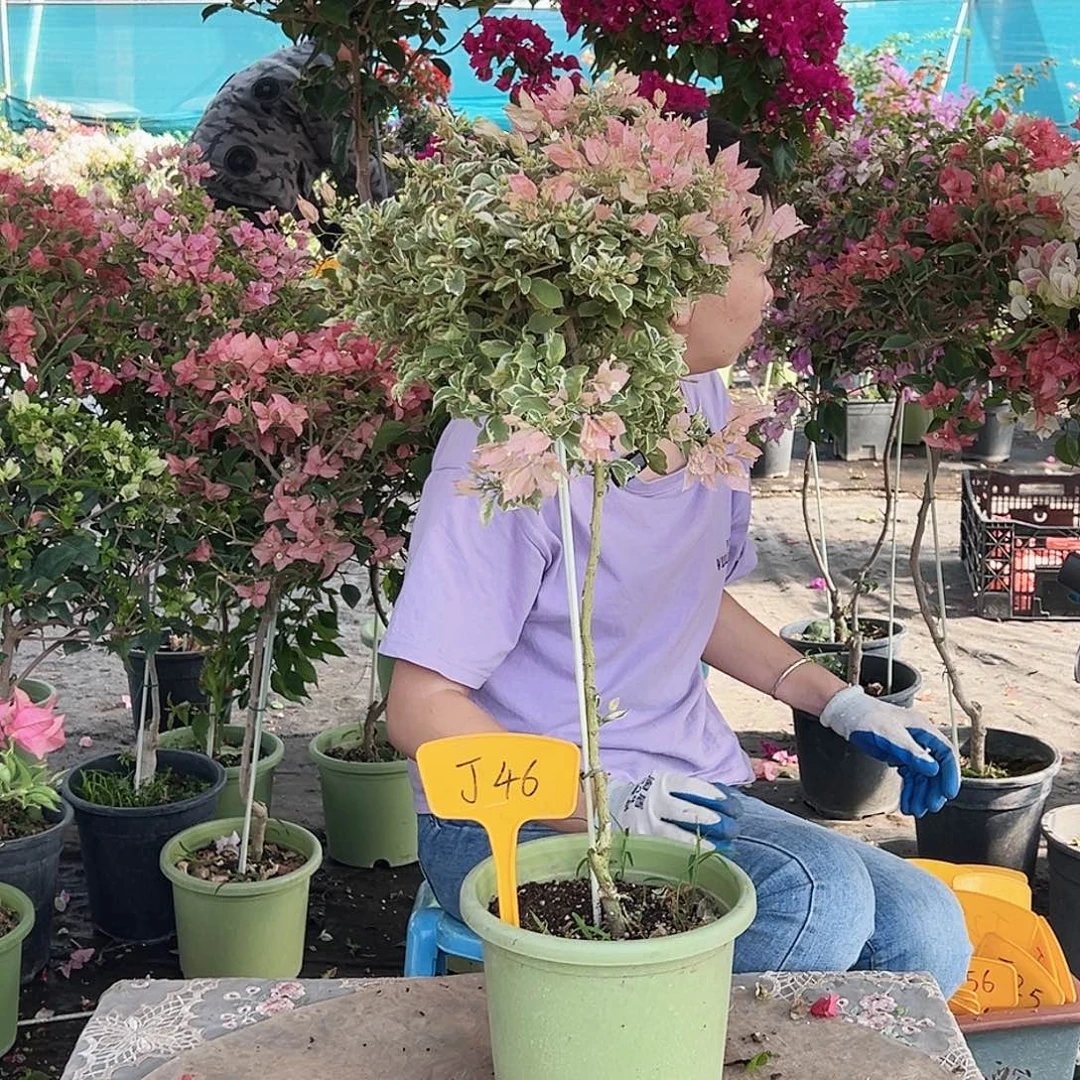 龙***树大部分花苞少量开放J46少女心