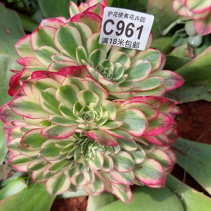 多肉法师荔枝缀化