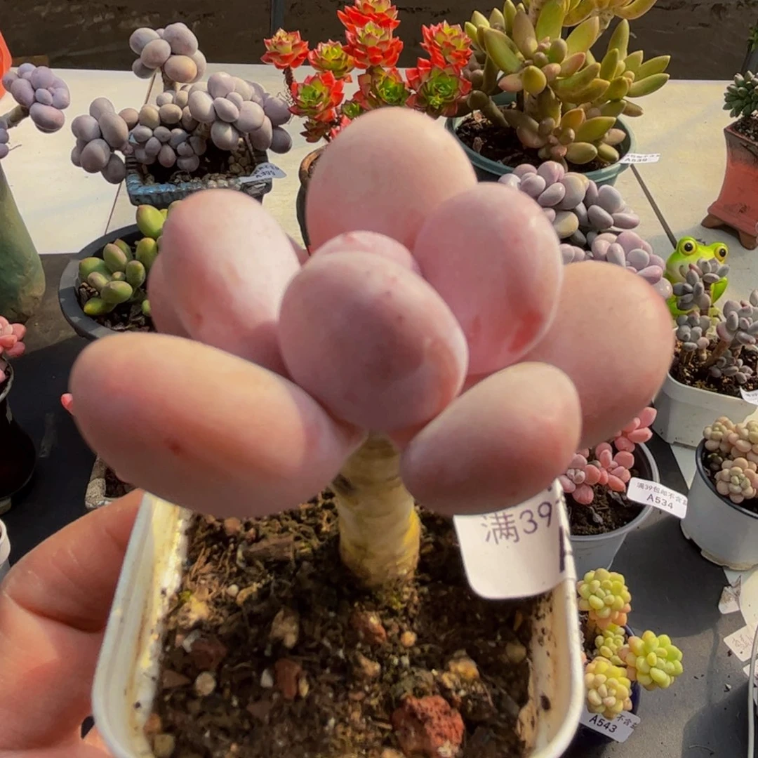 346蛋黄奶多肉植物