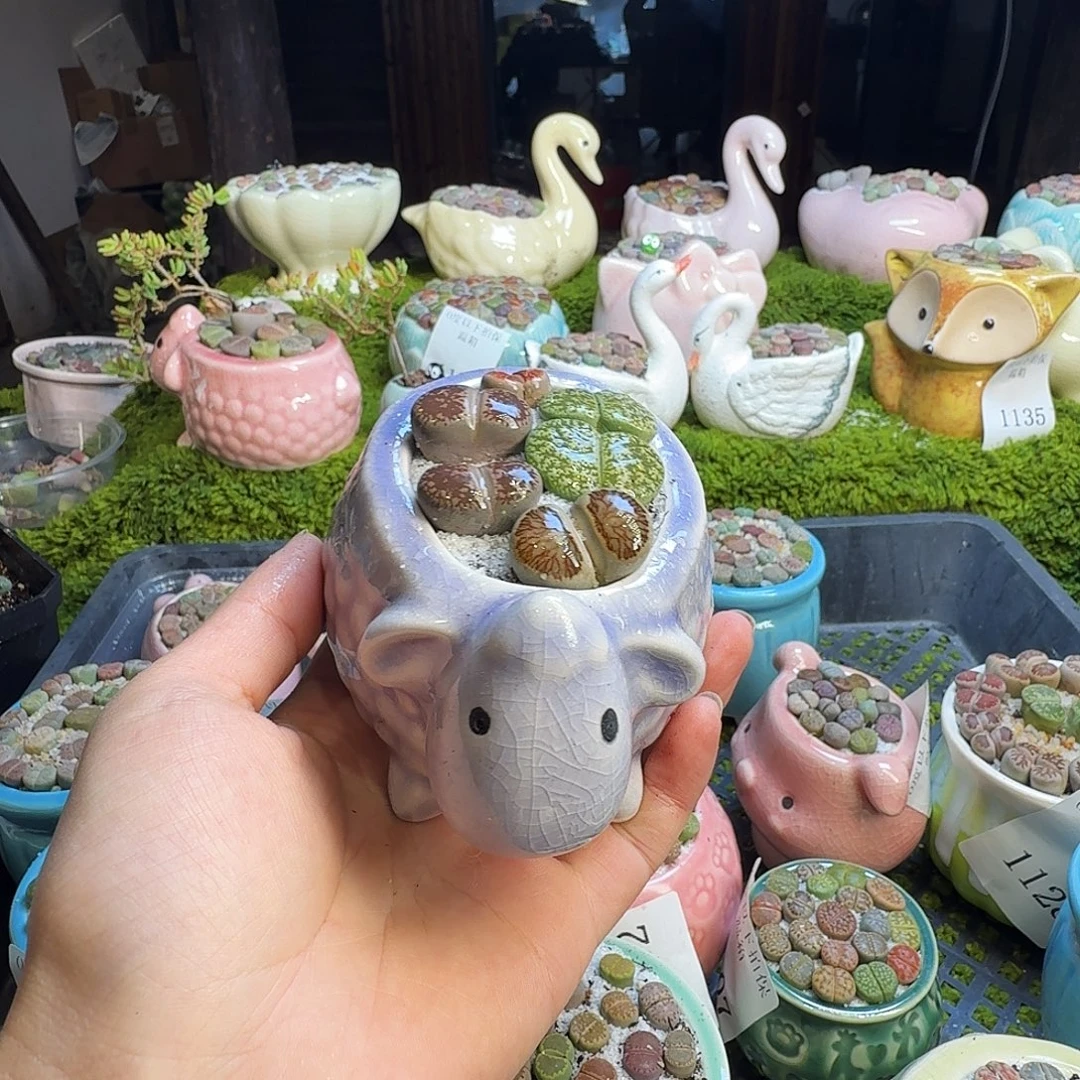 多肉植物的生长发育1149