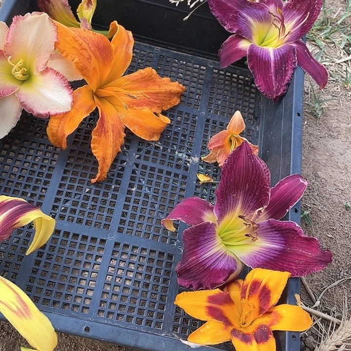 当前无花栽培后可以开花