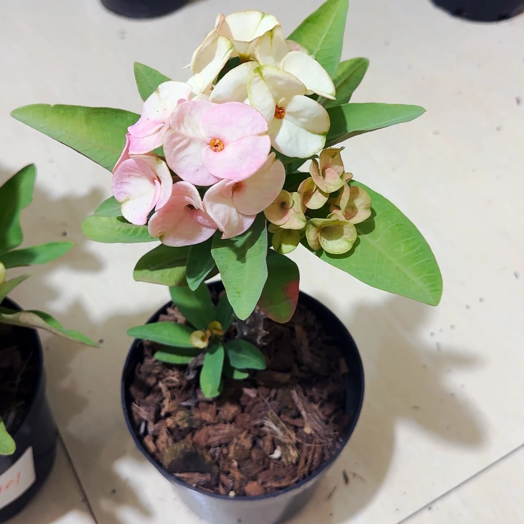 夏***荷完全开放乌伦布钻石直播间一物一拍