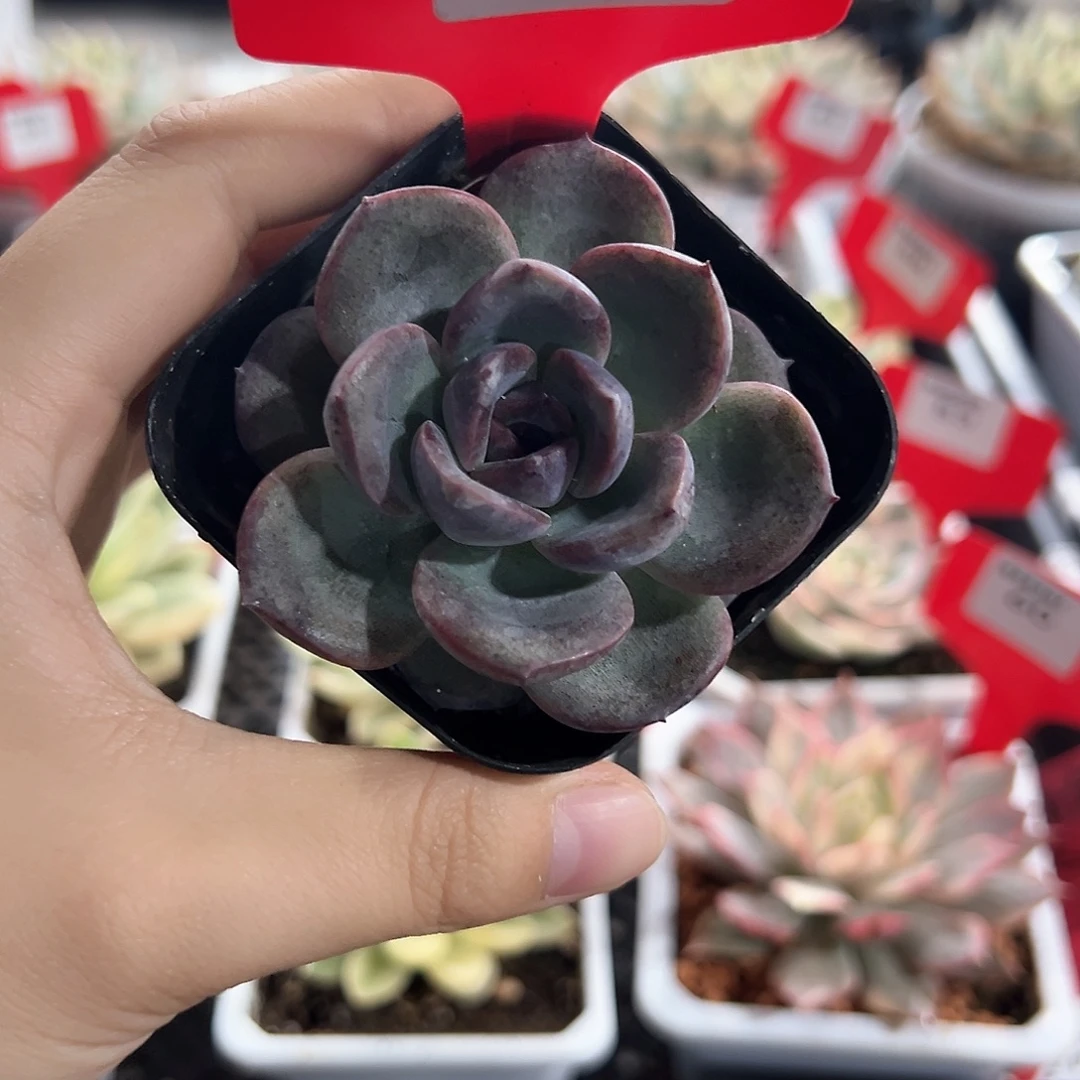 66号焦糖玫瑰锦多肉植物