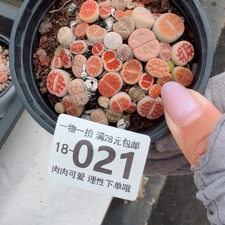 生石花多肉无盆土发货多肉多