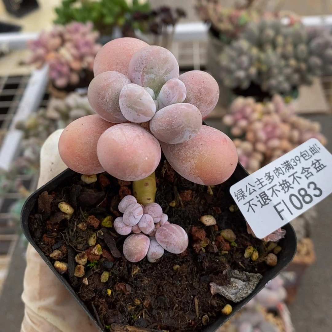 橙奶083/5cm多肉
