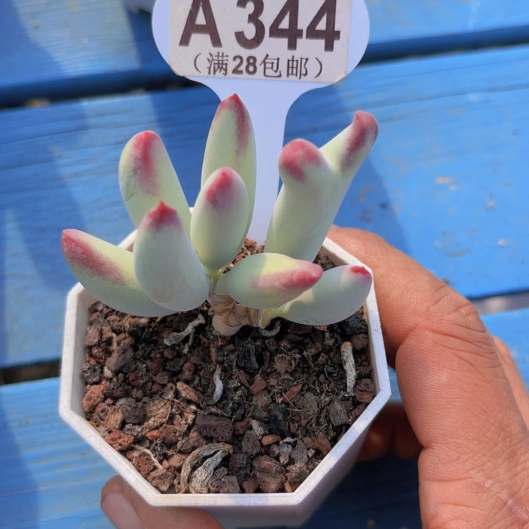 A344白娘子yi eu yi pai