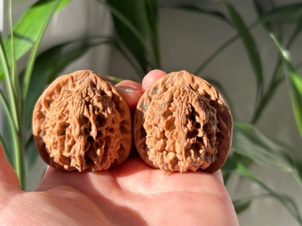 小众红狮子头，秦闷，白狮子，苹果园宫灯