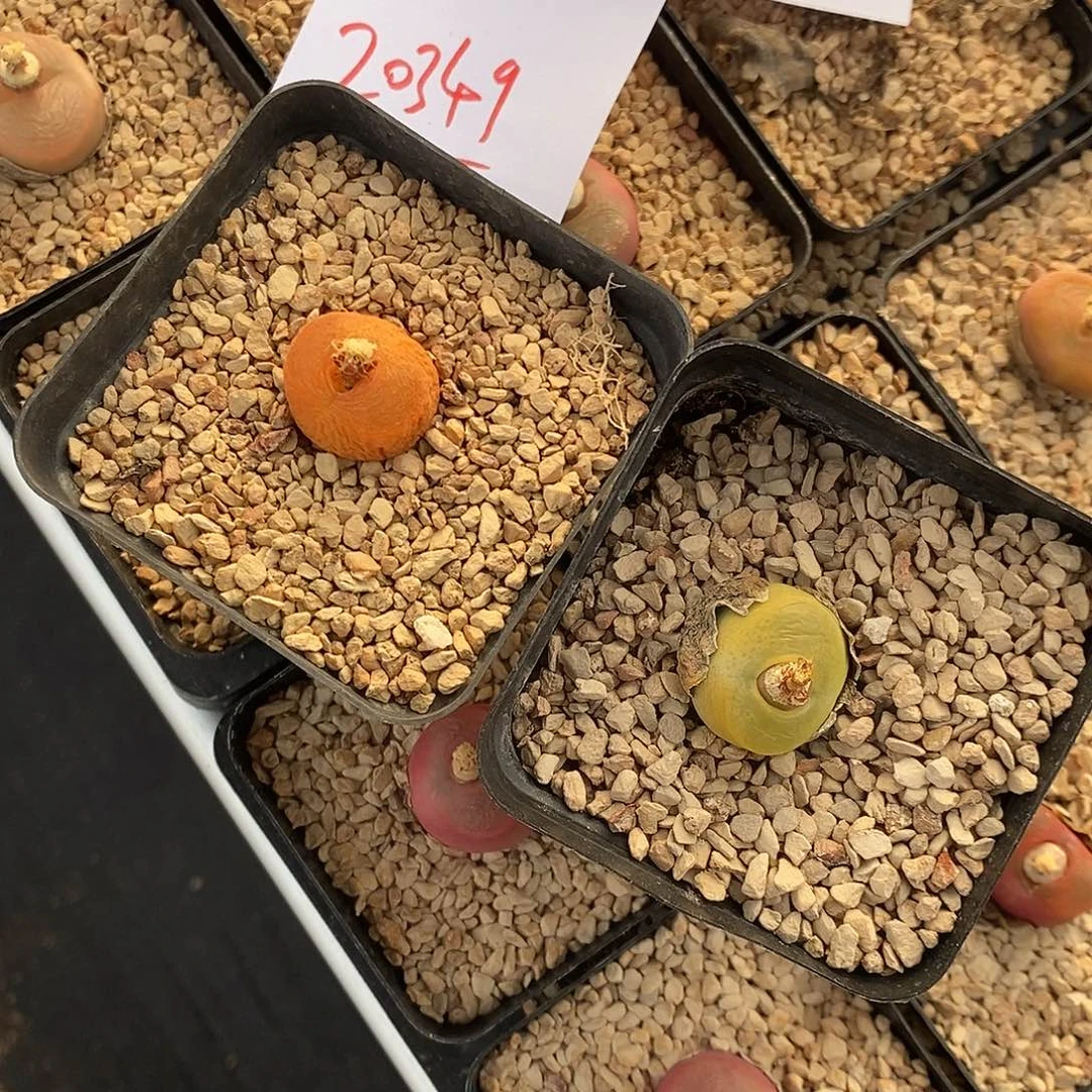 开***心20349。   两颗带盆。