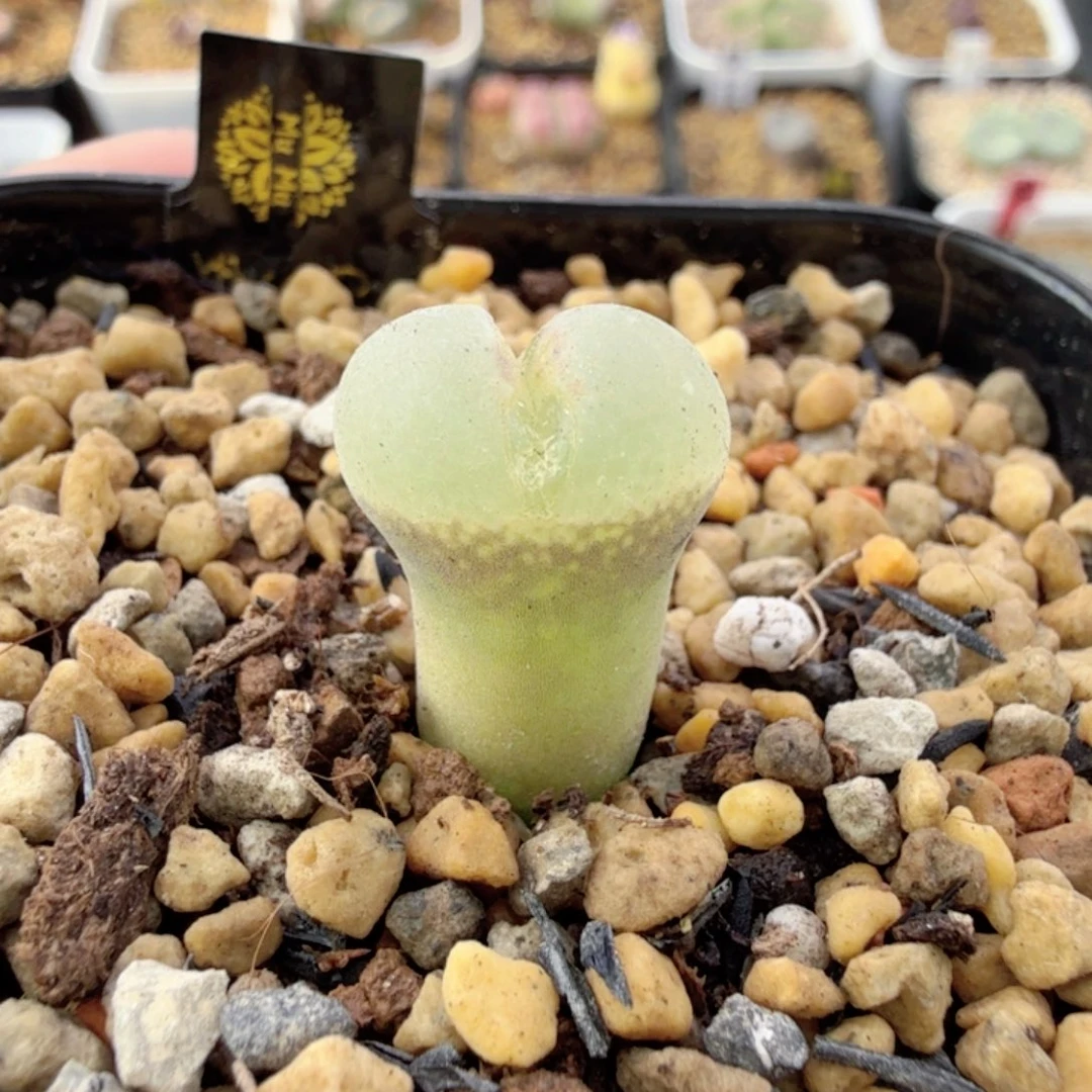 安格尼斯之眼 12-11-L24