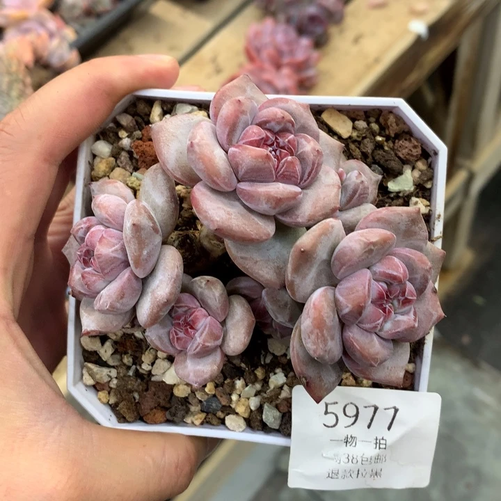 5977石榴籽星影小脸默认有砍