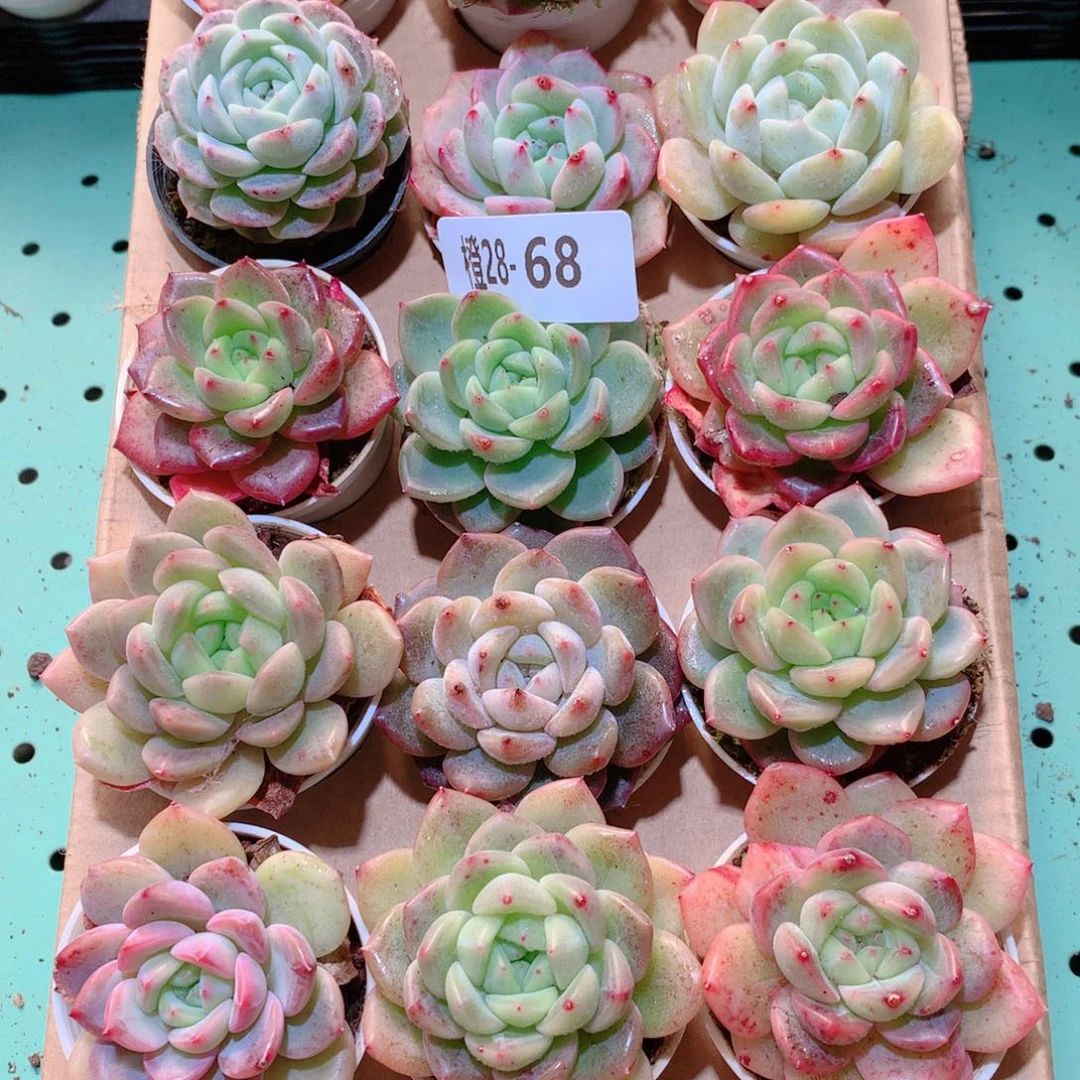28-68一物一拍多肉带盆18颗