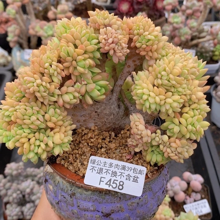 小红雨缀14cm458多肉植物