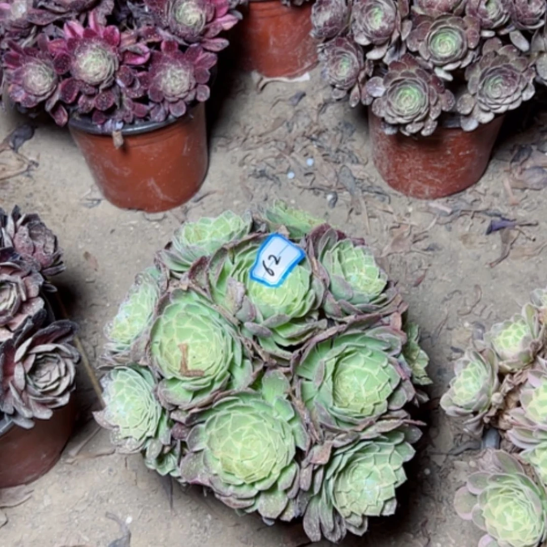 【闪购商品】包**姐多肉植物水蜜桃62