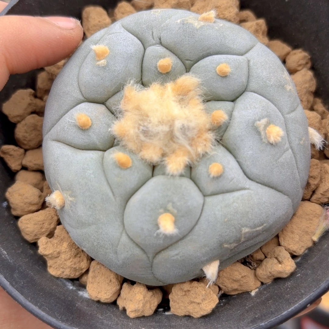 418ggggggggg大尤白g g