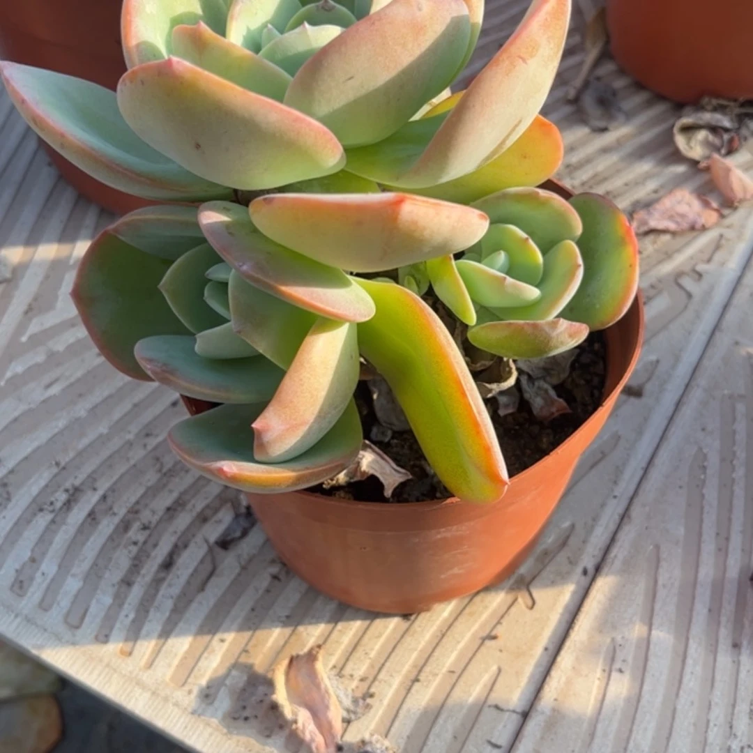 【闪购商品】无花朵小**儿