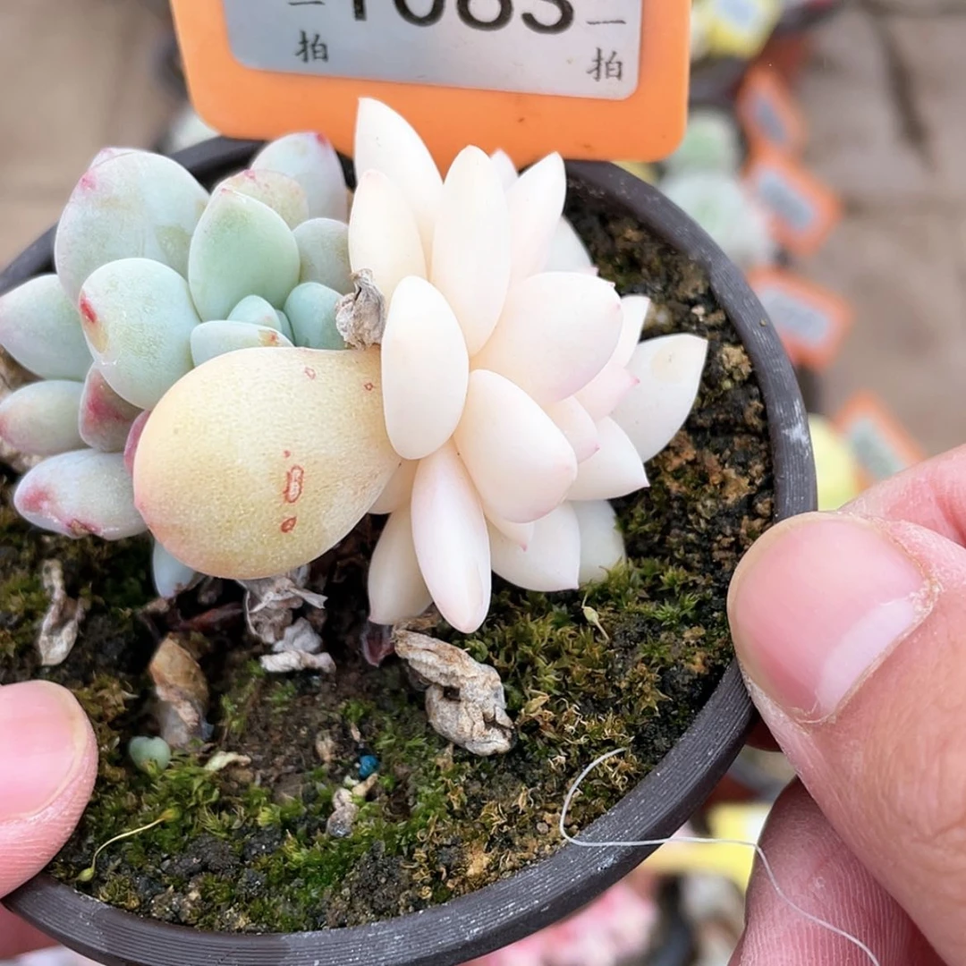 【闪购商品】1063号底座