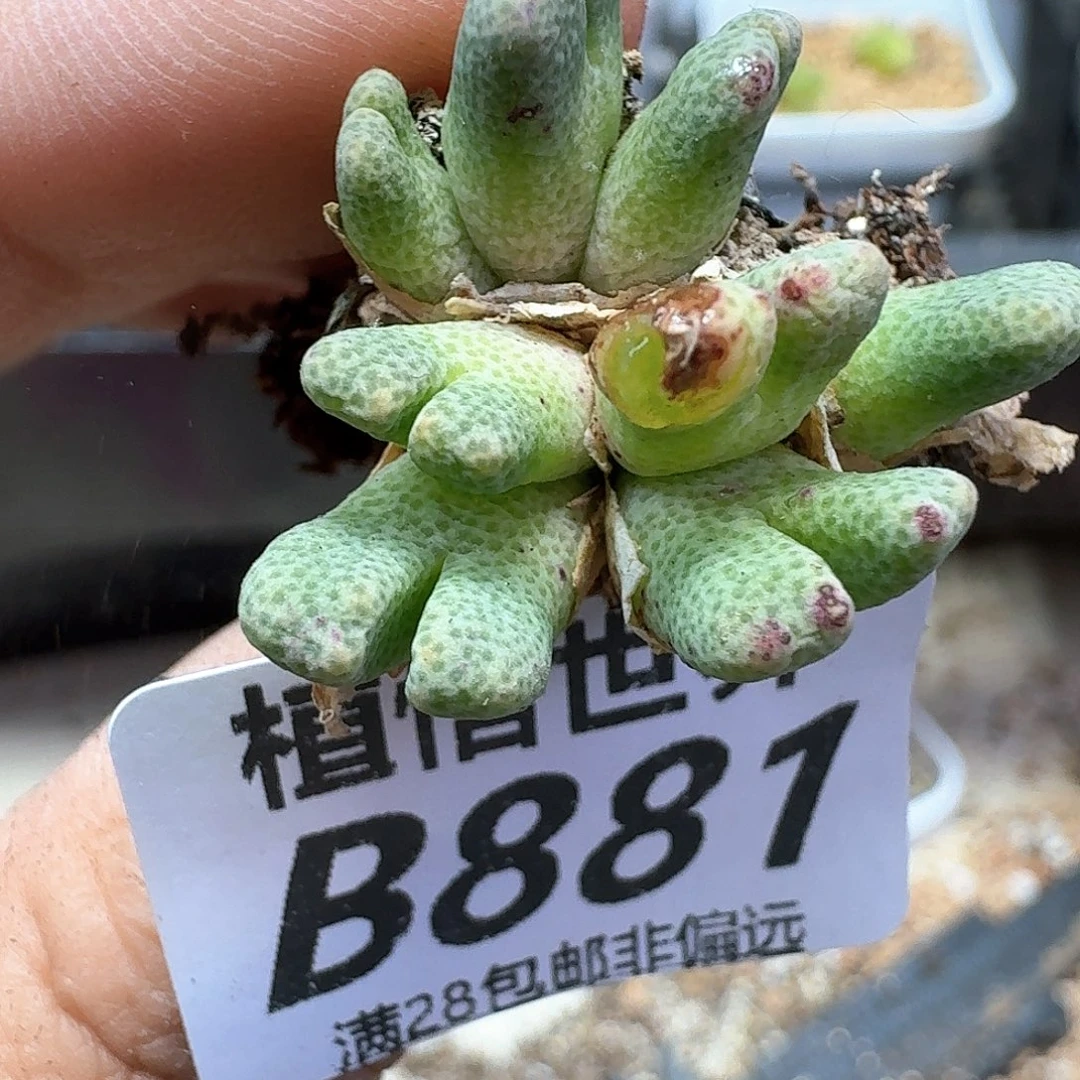 多肉植物的润泽额f