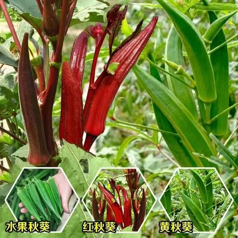 红秋葵苗黄秋葵苗种子家庭种植蔬菜种籽四季适用易种水果秋葵苗
