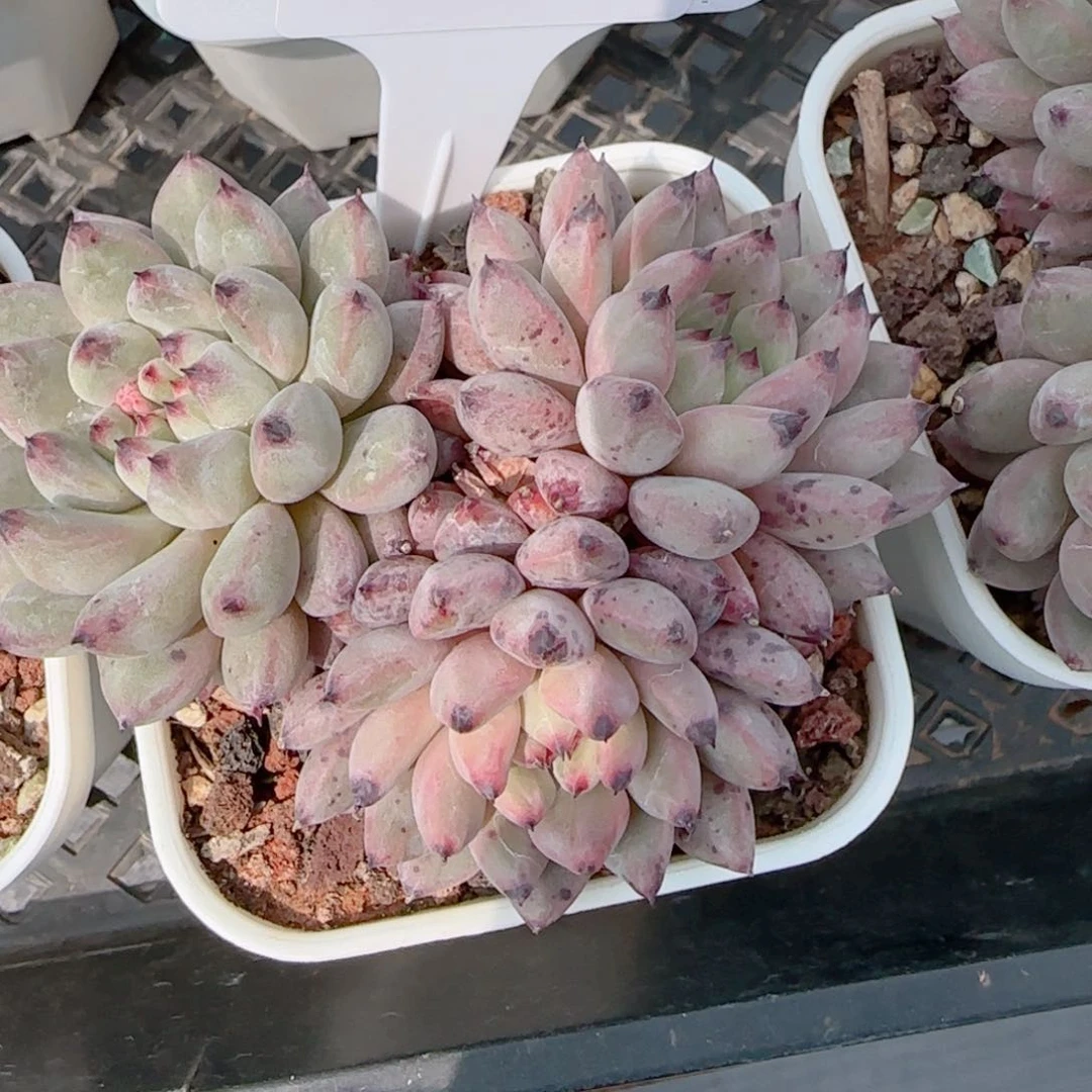 多肉植物0773…………..