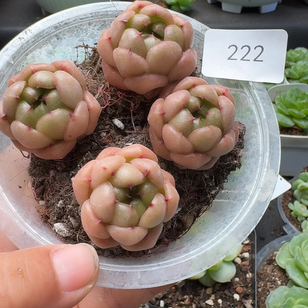 一物一拍一物一拍916-222