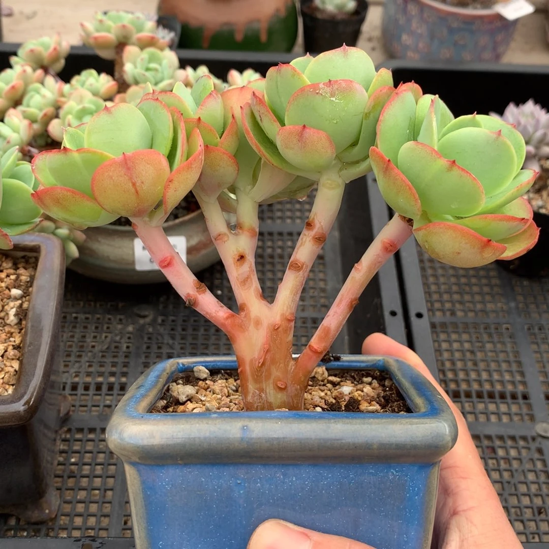 648碧桃多肉一颗15厘米