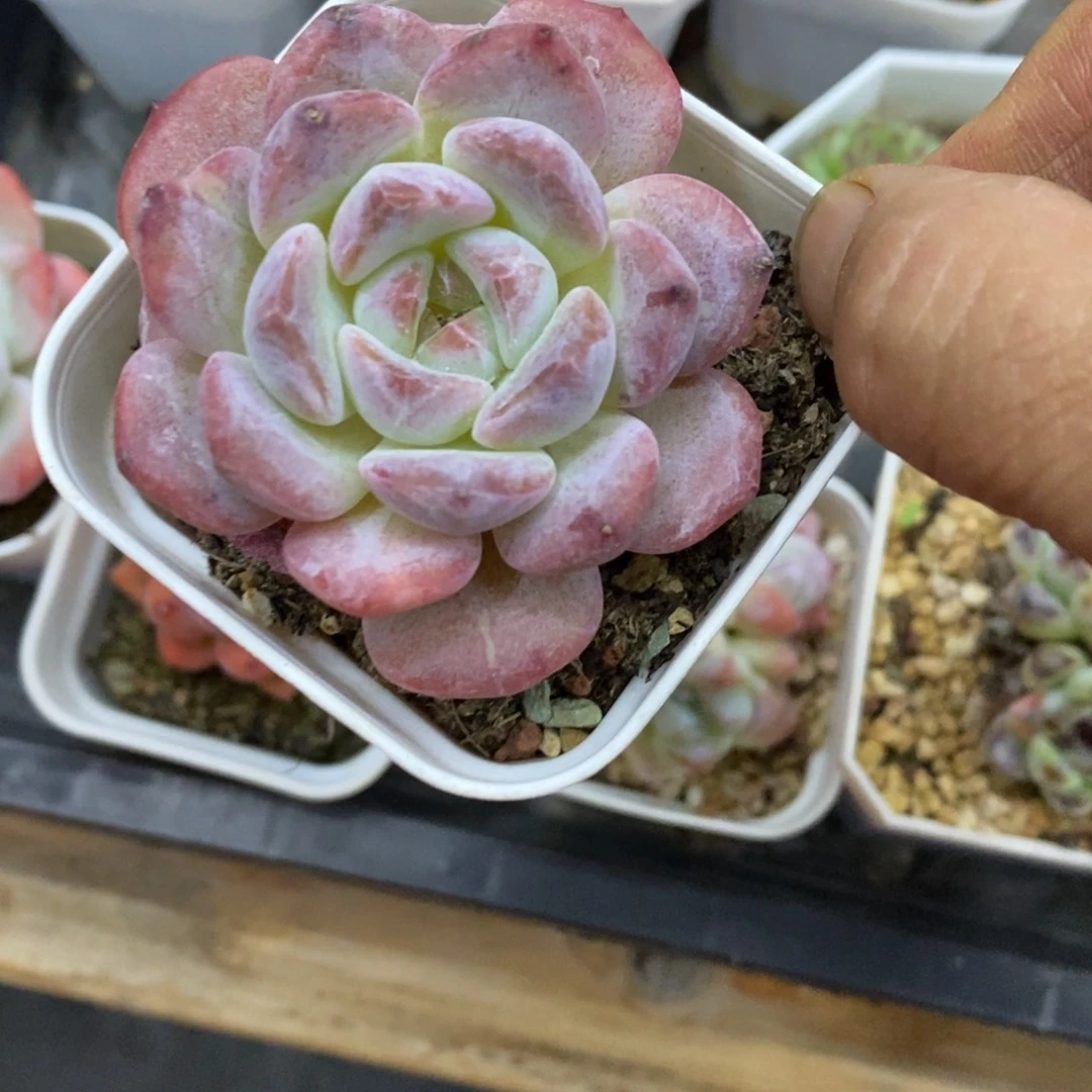 精品多肉一物拍不包整255