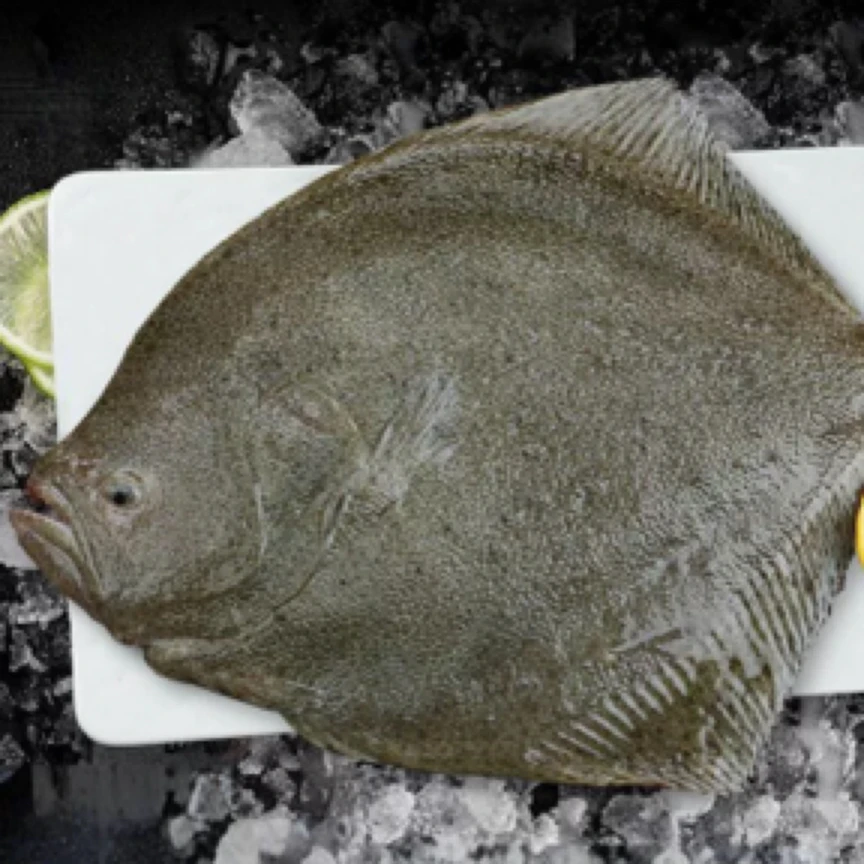 活鲜多宝鱼（林萍鱼）一条约750-800克