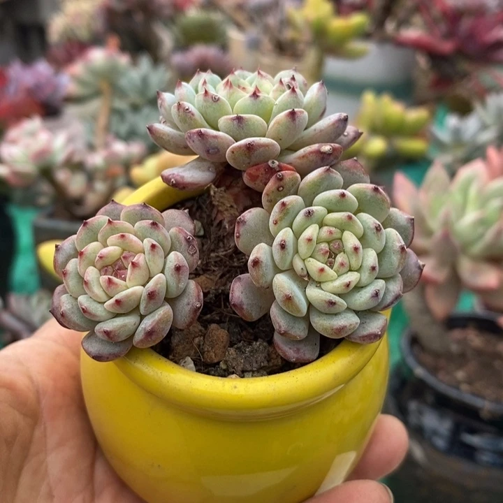 雪爪带盆土多肉老桩