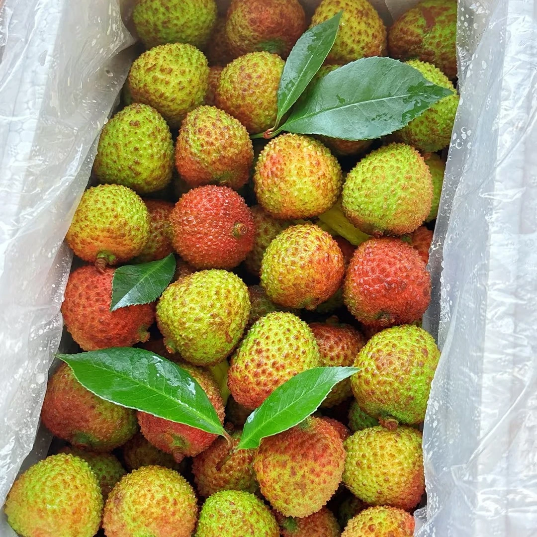 【肉厚核小】茂名妃子笑荔枝1公斤广东省