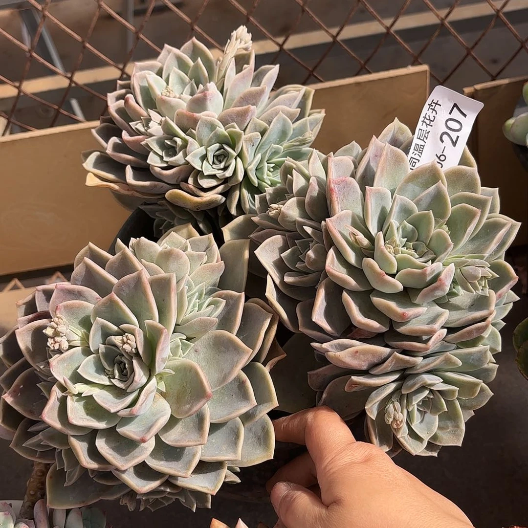 同温层多肉哈利207