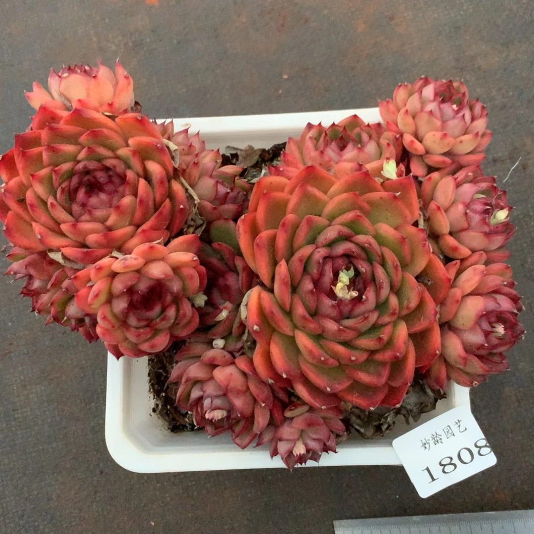 1808杂交精品基地18厘米