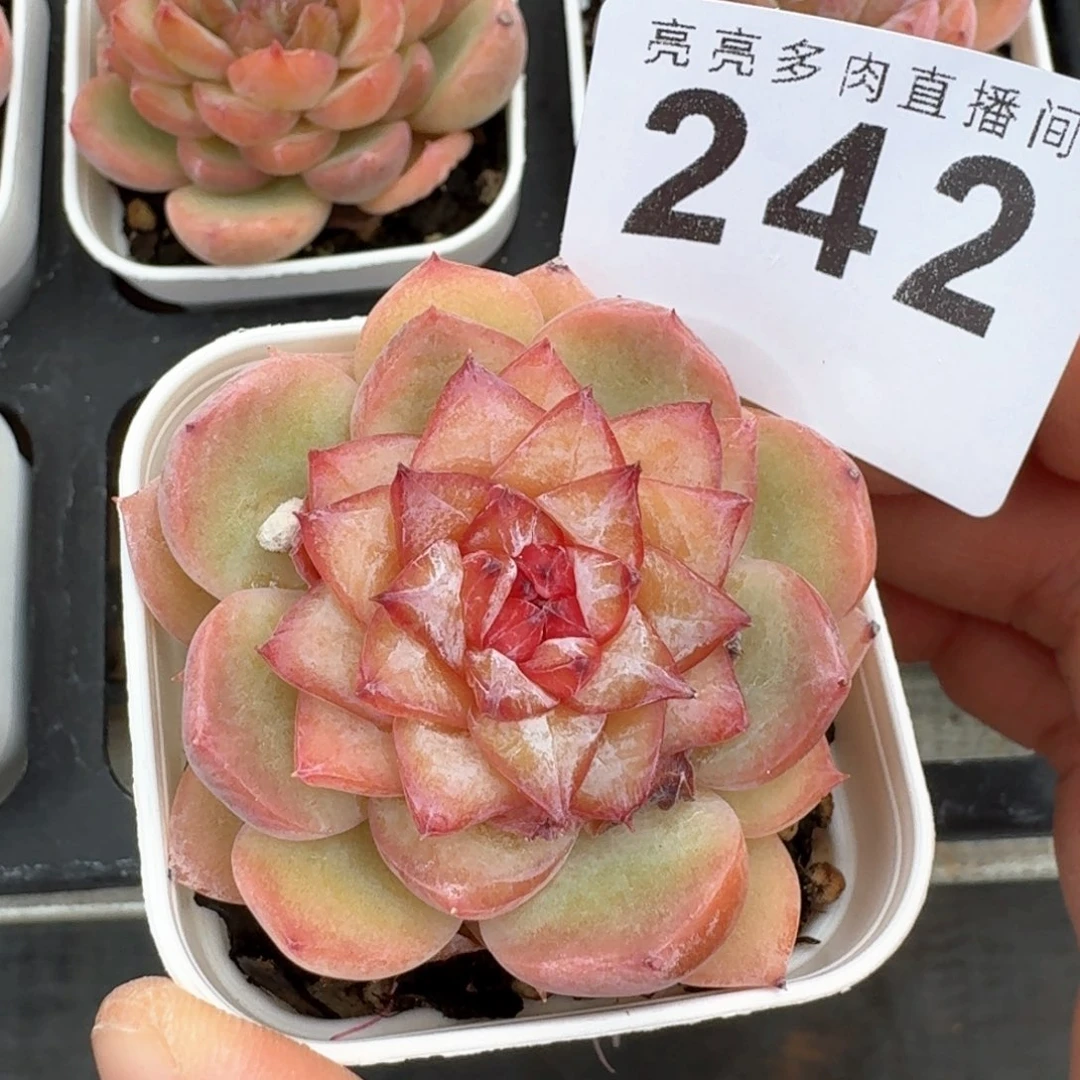 孤品          开播福利多肉