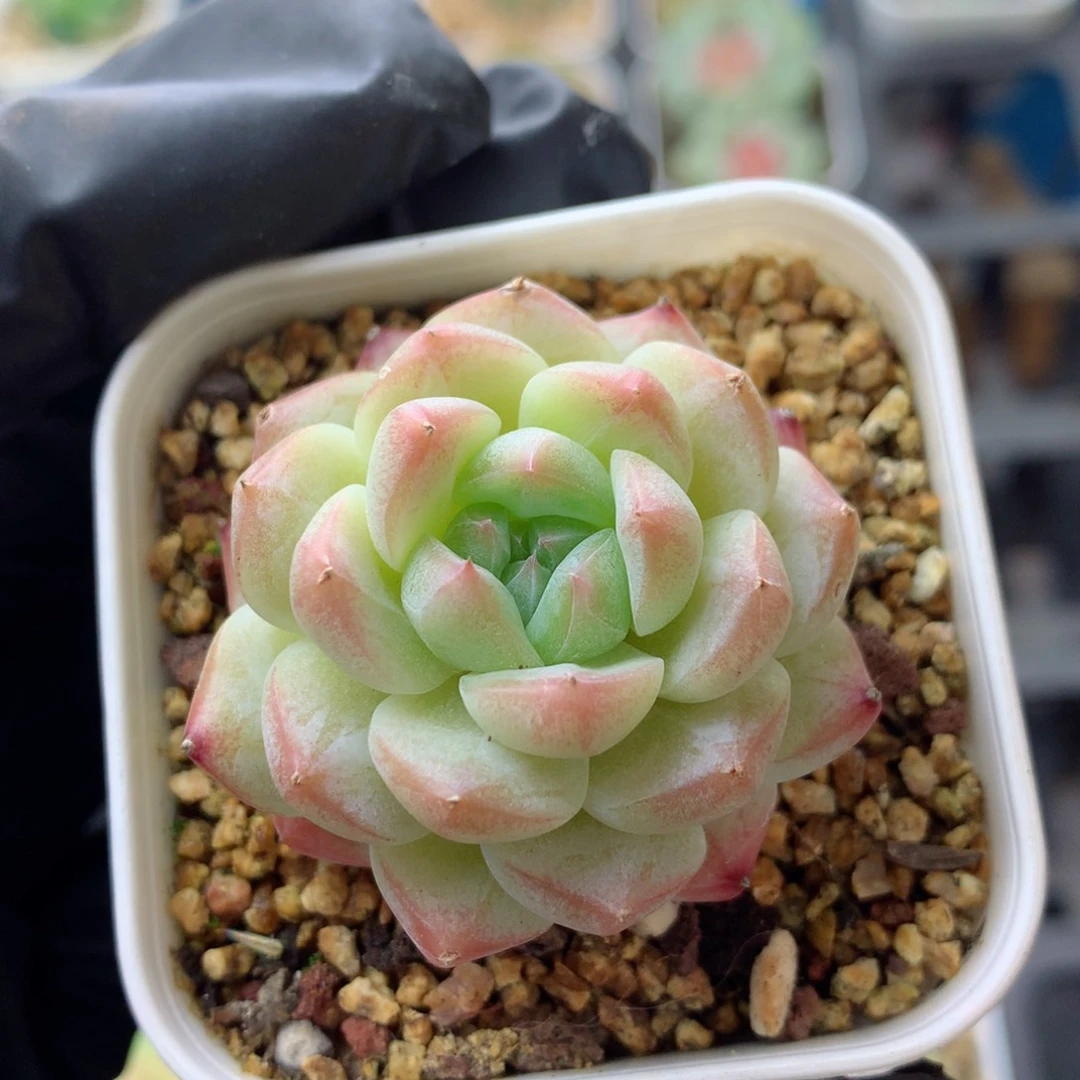 58包邮  群生不包整 美心135
